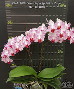 Carica l'immagine nel visualizzatore Galleria, Phalaenopsis Little Gem Stripes (peloric - 2 eyes)