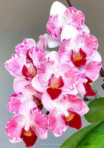 Carica l'immagine nel visualizzatore Galleria, Phalaenopsis Little Gem Stripes (peloric - 2 eyes)