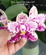 Carica l'immagine nel visualizzatore Galleria, Phalaenopsis Lyndon Mix Zebra '867'