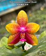 Carica l'immagine nel visualizzatore Galleria, Phalaenopsis Meidarland Kaiulani 'Cherish'