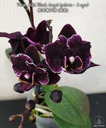 Carica l'immagine nel visualizzatore Galleria, Phalaenopsis Miki Black Angel (peloric - 2 eyes)