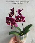 Carica l'immagine nel visualizzatore Galleria, Phalaenopsis Miki Black Angel (peloric - 2 eyes)