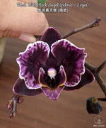 Carica l'immagine nel visualizzatore Galleria, Phalaenopsis Miki Black Angel (peloric - 2 eyes)
