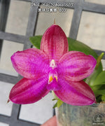 Carica l'immagine nel visualizzatore Galleria, Phalaenopsis Miki Sabina '803' (Dragon Tree Eagle × Yaphon Sir)
