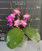 Carica l'immagine nel visualizzatore Galleria, Phalaenopsis Miki Sabina '803' (Dragon Tree Eagle × Yaphon Sir)