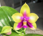 Carica l'immagine nel visualizzatore Galleria, Phalaenopsis Miro be Queen '913-1'x LD Double Dragon '915' Mainshow