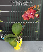 Carica l'immagine nel visualizzatore Galleria, Phalaenopsis Miro Sun Beauty '3110'