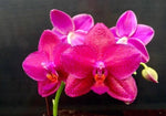 Carica l'immagine nel visualizzatore Galleria, Phalaenopsis Mituo King ‘Big Pink’ (Clone) Mainshow