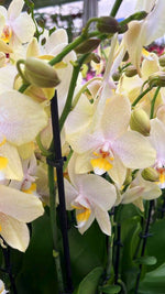 Carica l'immagine nel visualizzatore Galleria, Phalaenopsis Moonlight Drive