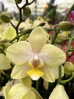 Carica l'immagine nel visualizzatore Galleria, Phalaenopsis Moonlight Drive