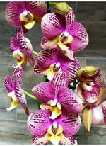 Carica l'immagine nel visualizzatore Galleria, Phalaenopsis Pinyf