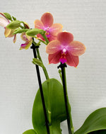 Carica l'immagine nel visualizzatore Galleria, Phalaenopsis Sangria Sunset