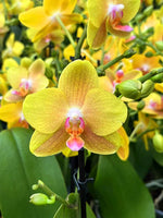Carica l'immagine nel visualizzatore Galleria, Phalaenopsis Sentido
