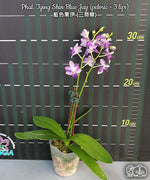 Carica l'immagine nel visualizzatore Galleria, Phalaenopsis Tying Shin Blue Jay (peloric - 3 lips)