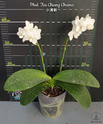 Carica l'immagine nel visualizzatore Galleria, Phalaenopsis Tzu Chiang Chrisna