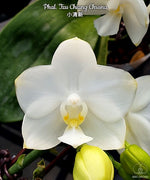 Carica l'immagine nel visualizzatore Galleria, Phalaenopsis Tzu Chiang Chrisna