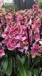 Carica l'immagine nel visualizzatore Galleria, Phalaenopsis Versailles - Big Lip