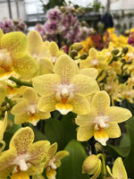 Carica l'immagine nel visualizzatore Galleria, Phalaenopsis White Orion