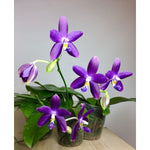 Carica l'immagine nel visualizzatore Galleria, Phalaenopsis YangYang Blueberry 'Mainshow'
