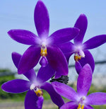 Carica l'immagine nel visualizzatore Galleria, Phalaenopsis YangYang Blueberry 'Mainshow'
