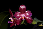 Carica l'immagine nel visualizzatore Galleria, Phalaenopsis Yaphon Beginning of Life (Yaphon Luedde-Star x gigantea)