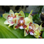 Carica l'immagine nel visualizzatore Galleria, Phalaenopsis Yaphon Gelacea