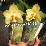 Carica l'immagine nel visualizzatore Galleria, Phalaenopsis Yaphon Gelacea 'Peter 3' Mainshow