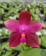Carica l'immagine nel visualizzatore Galleria, Phalaenopsis Yaphon Sensational (LD's Bear King × Corning's Violet)