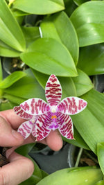 Carica l'immagine nel visualizzatore Galleria, Phalaenopsis (amboinensis x mariae) x hieroglyphica