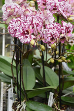 Carica l'immagine nel visualizzatore Galleria, Phalaenopsis Athena