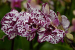 Carica l'immagine nel visualizzatore Galleria, Phalaenopsis Athena