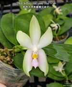 Carica l'immagine nel visualizzatore Galleria, Phalaenopsis bellina var. pink 'Fire'