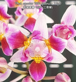 Carica l'immagine nel visualizzatore Galleria, Phalaenopsis equestris '996' (peloric - 3 lips)
