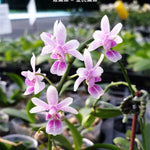 Carica l'immagine nel visualizzatore Galleria, Phalaenopsis equestris × deliciosa