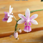 Carica l'immagine nel visualizzatore Galleria, Phalaenopsis equestris × deliciosa