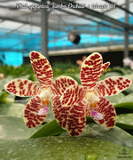 Carica l'immagine nel visualizzatore Galleria, Phalaenopsis Gentleman Jack (gigantea 'Jumbo Orchids' × tetraspis 'C1')