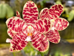 Carica l'immagine nel visualizzatore Galleria, Phalaenopsis Gentleman Jack (gigantea 'Jumbo Orchids' × tetraspis 'C1')