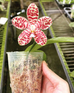 Carica l'immagine nel visualizzatore Galleria, Phalaenopsis Gentleman Jack (gigantea 'Jumbo Orchids' × tetraspis 'C1')