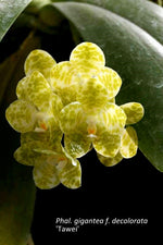 Carica l'immagine nel visualizzatore Galleria, Phalaenopsis gigantea f. decolorata 'Tawei'