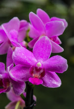 Carica l'immagine nel visualizzatore Galleria, Phalaenopsis Pink Flamingo