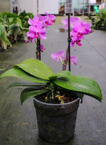 Carica l'immagine nel visualizzatore Galleria, Phalaenopsis Pink Flamingo