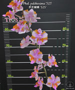 Carica l'immagine nel visualizzatore Galleria, Phalaenopsis pulcherrima '525'