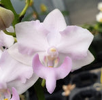 Carica l'immagine nel visualizzatore Galleria, Phalaenopsis Purple Gem "Pink" (Phal. pulcherrima 'blue' × Phal. equestris var. alba)