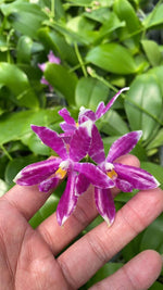 Carica l'immagine nel visualizzatore Galleria, Phalaenopsis pulchra x Phal. tetraspis f. speciosa