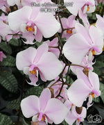 Carica l'immagine nel visualizzatore Galleria, Phalaenopsis schilleriana 'MSH'