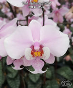 Carica l'immagine nel visualizzatore Galleria, Phalaenopsis schilleriana 'MSH'
