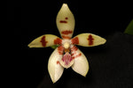 Carica l'immagine nel visualizzatore Galleria, Phalaenopsis Tein Noi (tetraspis × cochlearis)