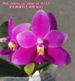 Carica l'immagine nel visualizzatore Galleria, Phalaenopsis violacea var. indigo red 'MIKI'