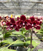 Carica l'immagine nel visualizzatore Galleria, Phalaenopsis Miki Fire Bat 'Tanjirou'