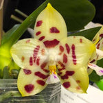 Carica l'immagine nel visualizzatore Galleria, Phalaenopsis Yaphon Gelacea